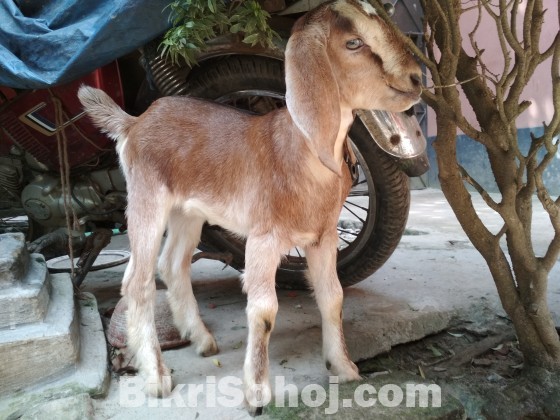 ৩ টা বাচ্চা সহ ১ টা পাটানাই ছা্গল